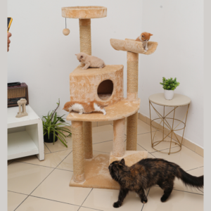 CHAGATE ARBREACHAT FELIX