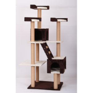 griffoires chat felicqn tunisie