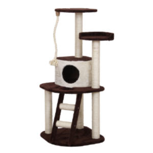 griffoires chat felicqn tunisie